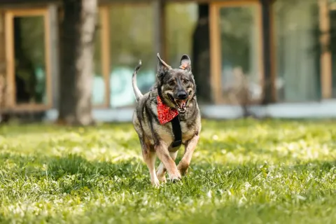 Марик — собака Около 5 лет, Москва