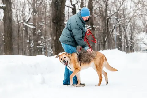 Джой - пес около 7 лет, Москва