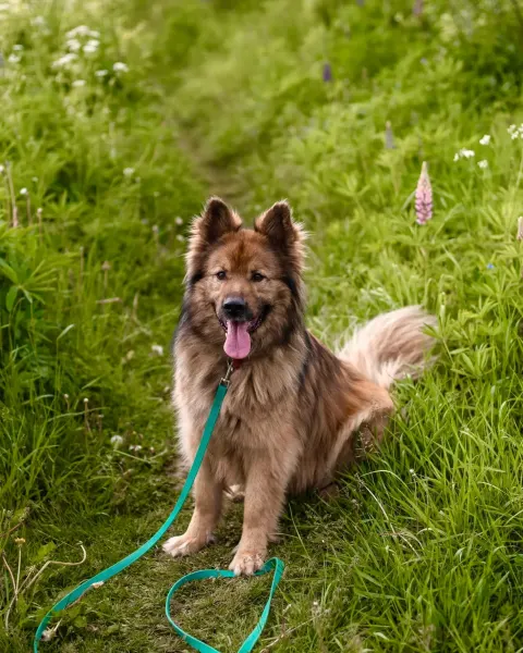 Ральф — собака Около 5 лет, Москва
