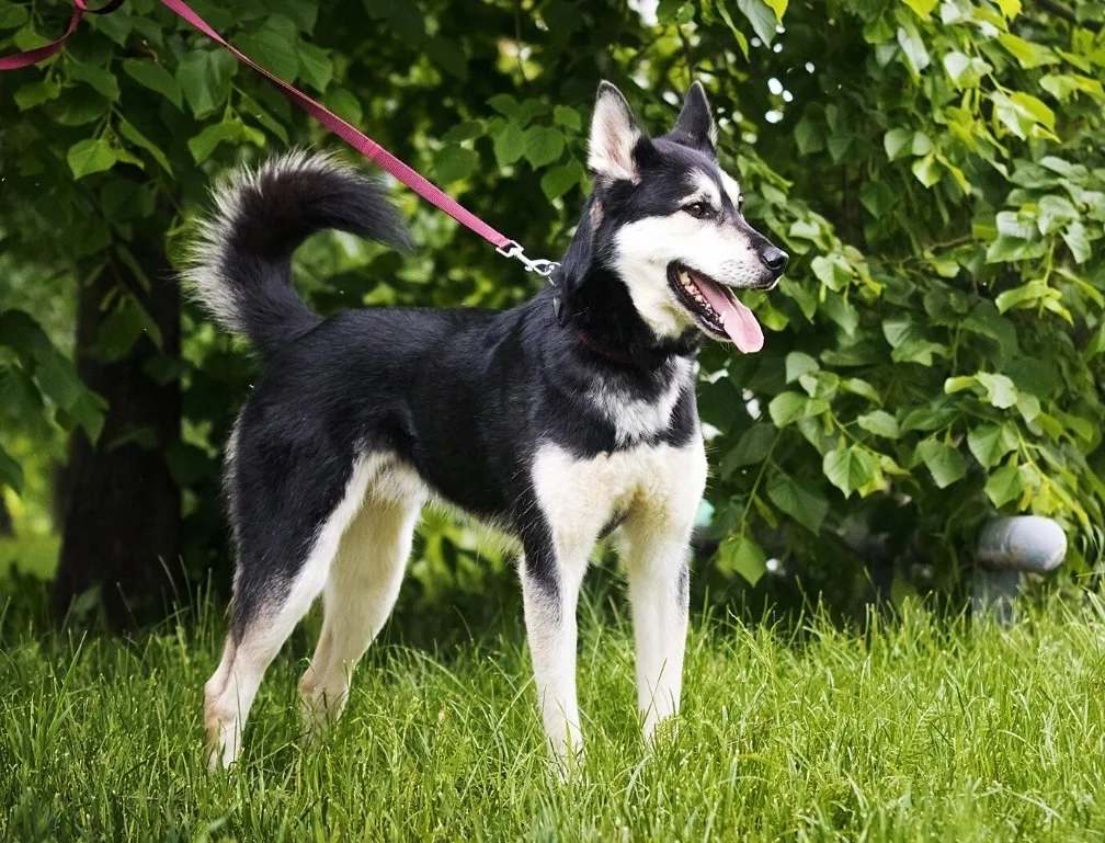 Собака Джой, кобель, Приют «Дубовая Роща», Москва. Фото 3 из 3.
