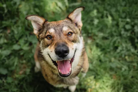 Челси — собака Около 4 лет, Москва