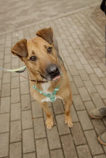 Марс — собака Около 3 лет, Москва