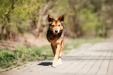 Лира — собака Около 9 лет, Москва