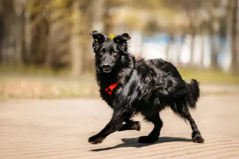 Шерон — собака Около 8 лет, Москва