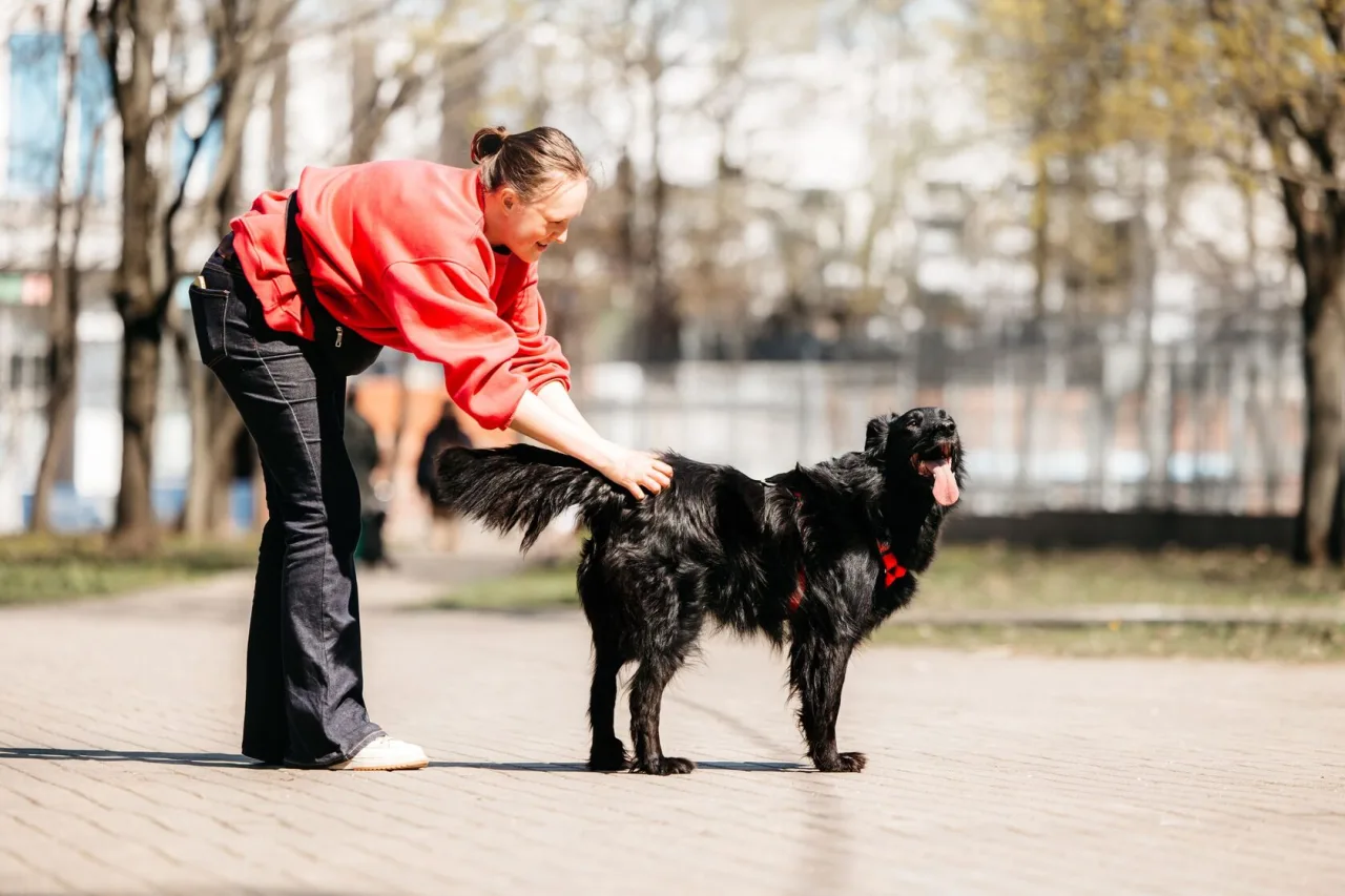 Собака Шерон, сука, Приют «Дубовая Роща», Москва. Фото 6 из 8.