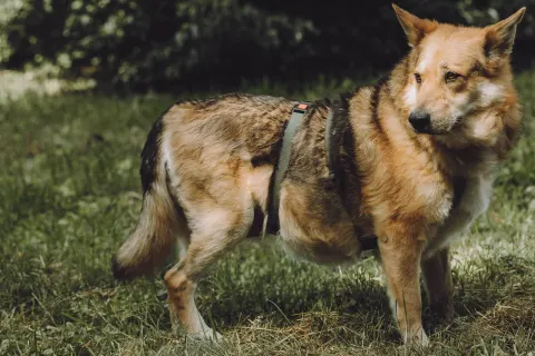 Уля — собака Около 7 лет, Москва