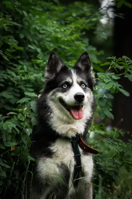 Лора — собака Около 4 лет, Москва