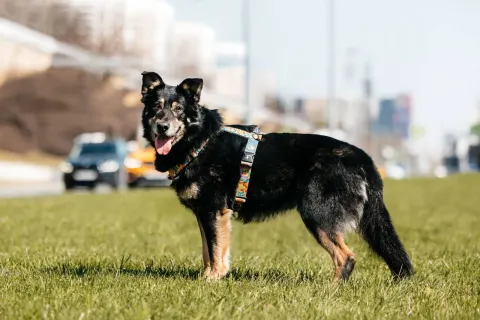 Боно — собака Около 5 лет, Москва