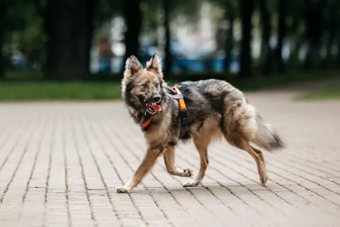 Финик — собака Около 3 лет, Москва
