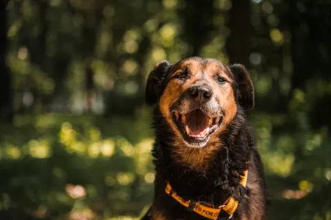 Оди - пес около 6 лет, Москва