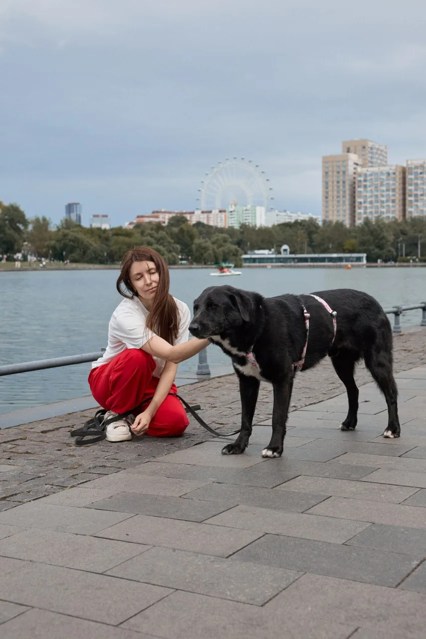 Собака Рафинад, кобель, Приют «Дубовая Роща», Москва. Фото 3 из 10.