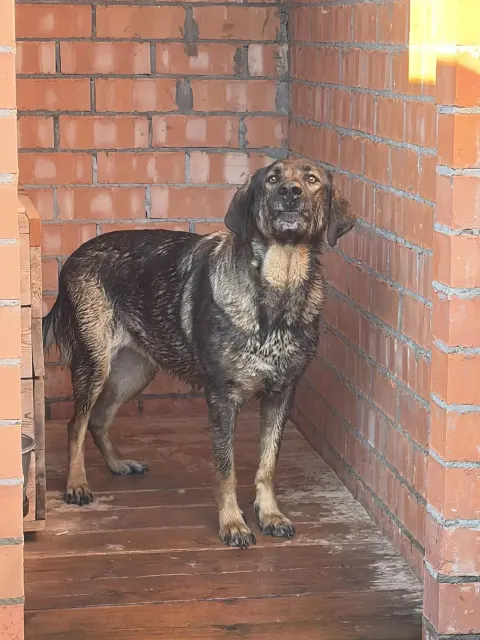 Кофта — собака Около 3 лет, Москва