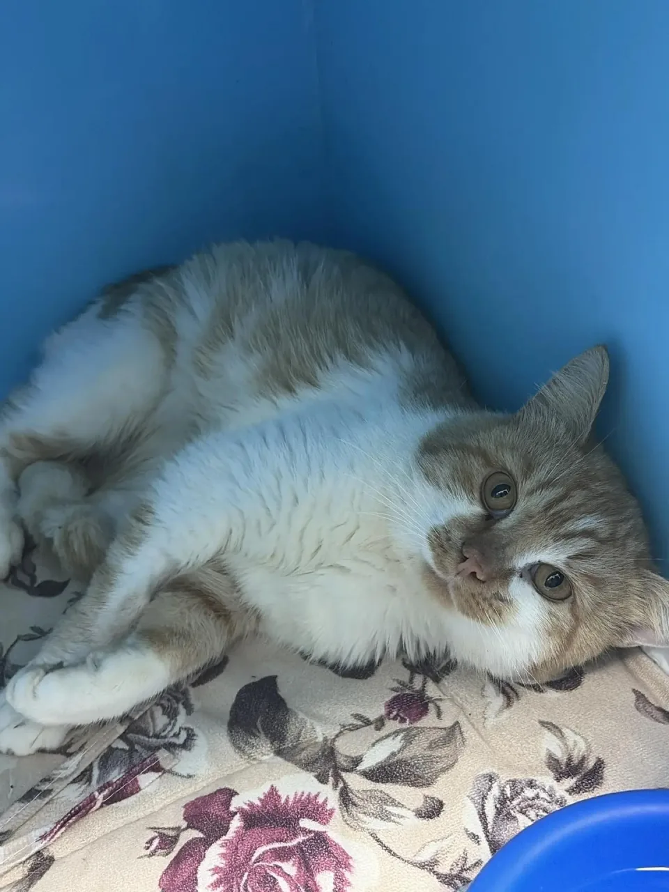 Кошка Одуванчик, кот, Приют Малинки (Кожухово), Москва. Фото 1 из 1.