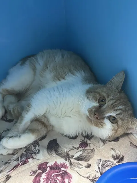 Одуванчик — кот Около 5 лет, Москва