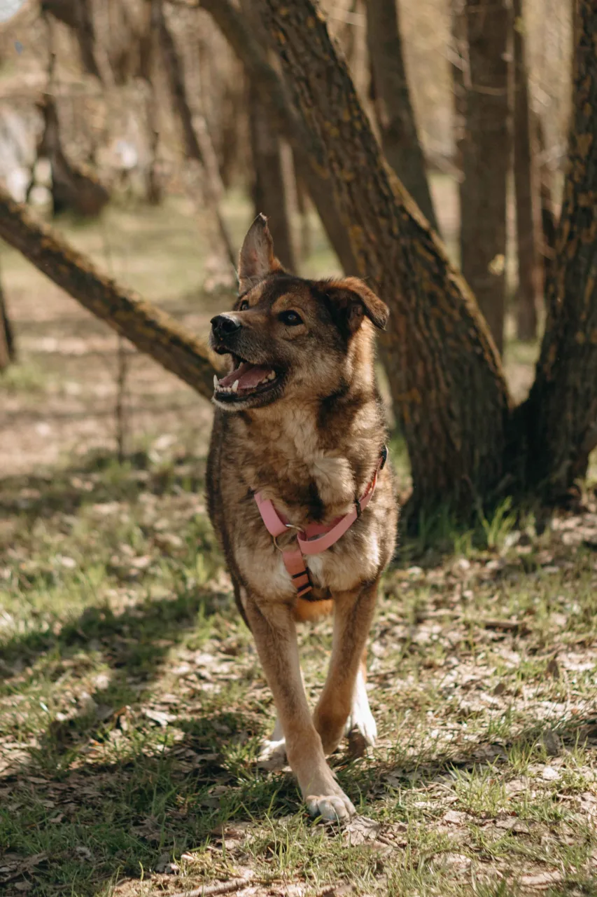 Собака Жужа, сука, Приют Бирюлево, Москва. Фото 3 из 5.