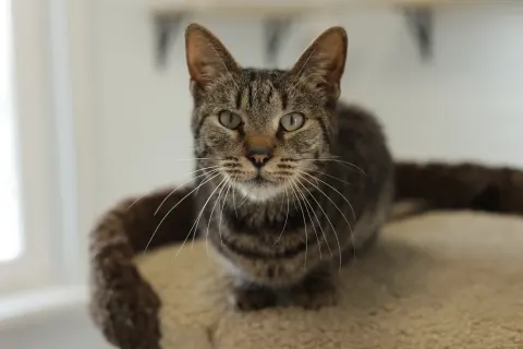 Шнобель — кошка, Москва