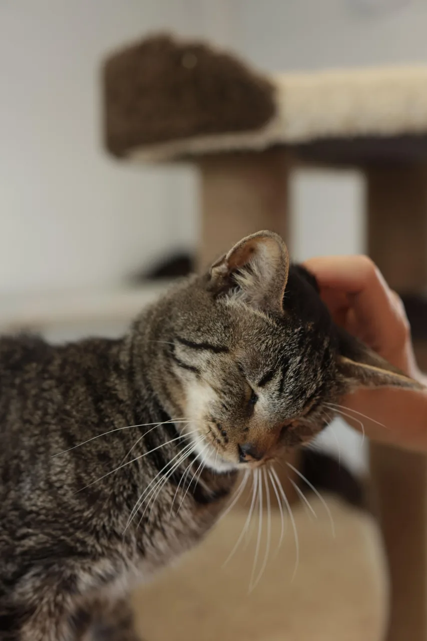 Кошка Шнобель, кот, Приют Бирюлево, Москва. Фото 5 из 9.
