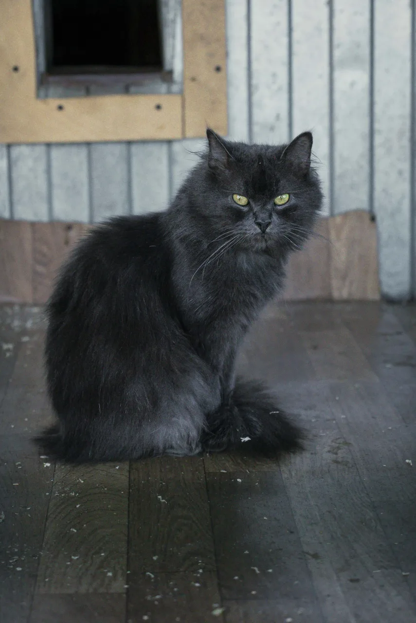Кошка Тучка, кошка, Приют Бирюлево, Москва. Фото 3 из 9.