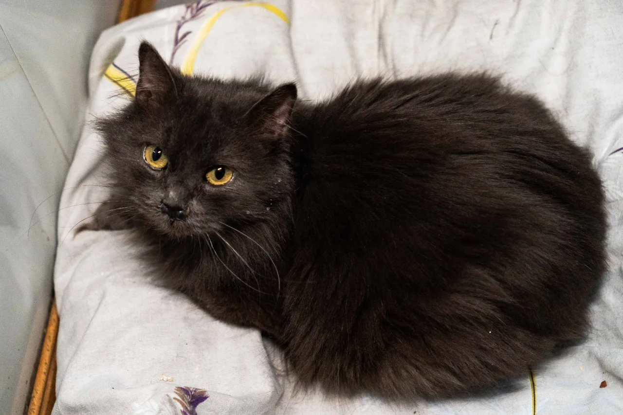 Кошка Тучка, кошка, Приют Бирюлево, Москва. Фото 1 из 9.
