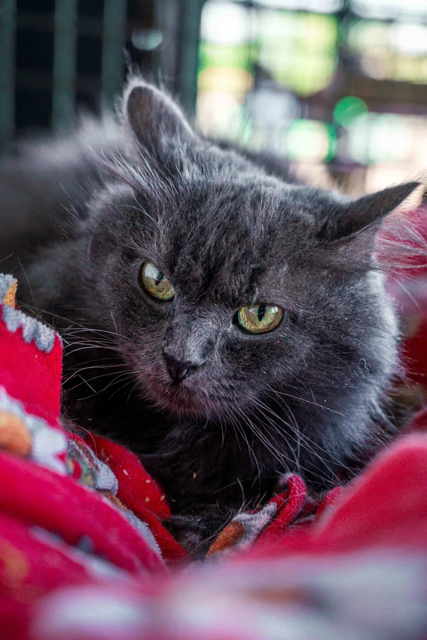 Кошка Тучка, кошка, Приют Бирюлево, Москва. Фото 5 из 9.