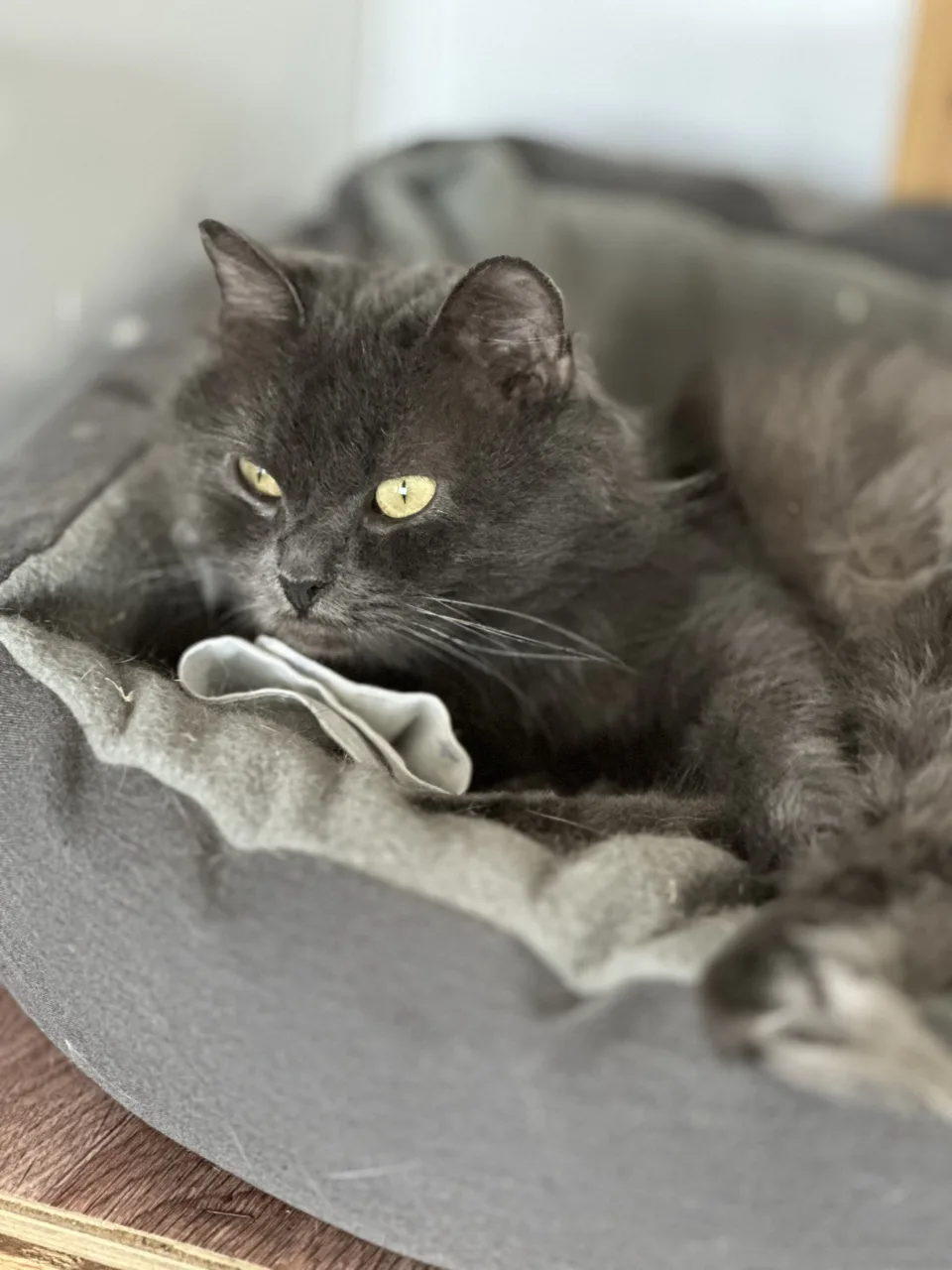 Кошка Тучка, кошка, Приют Бирюлево, Москва. Фото 9 из 9.