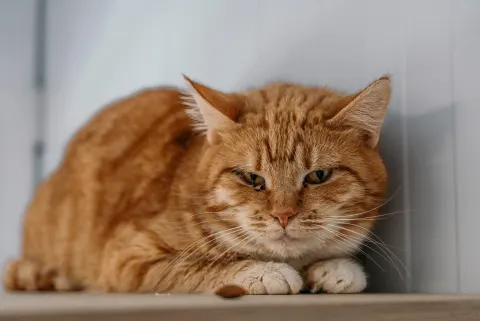 Медовик — кошка, Москва