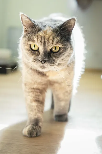 Беатрис — кошка, Москва