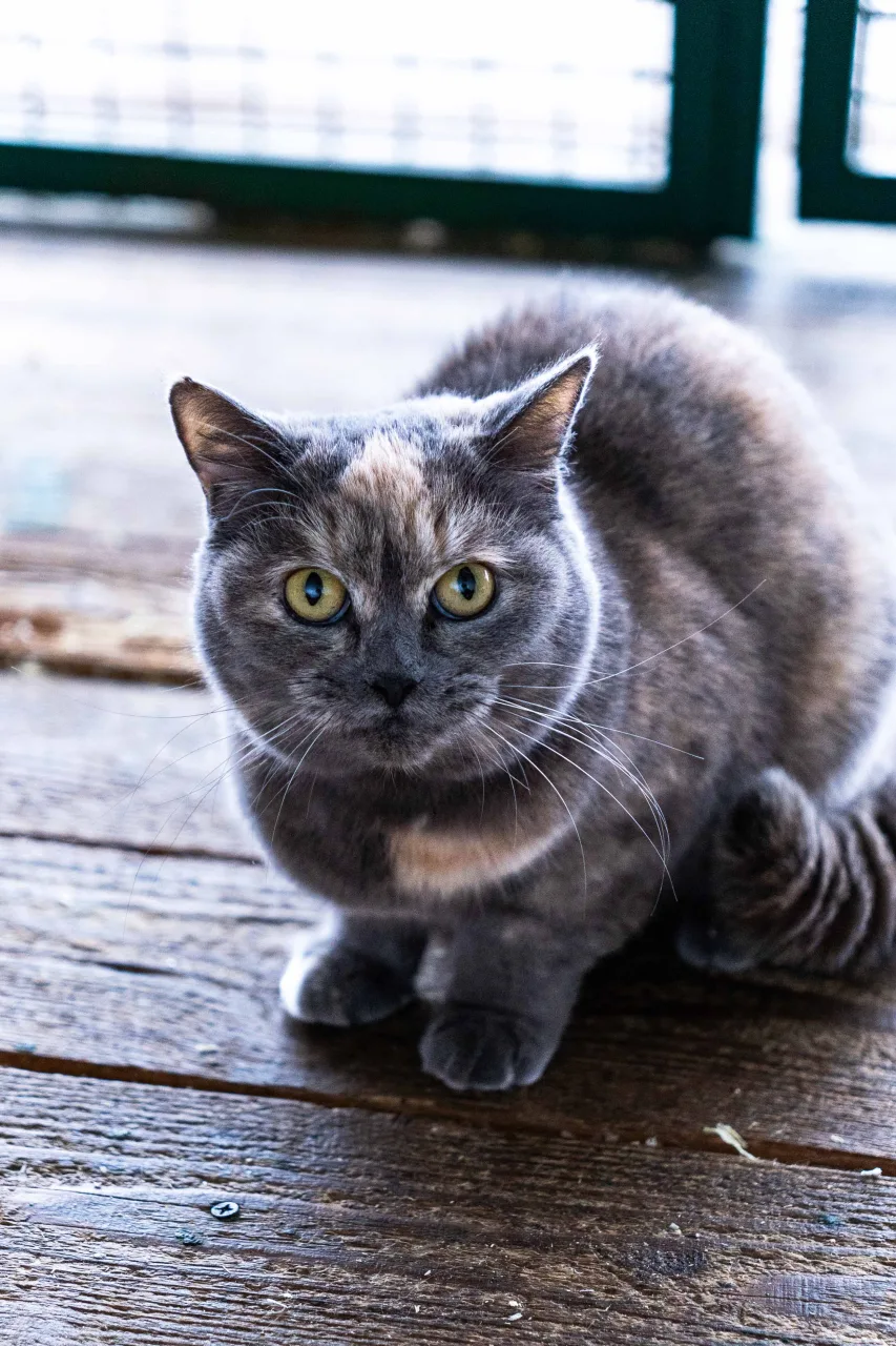 Кошка Беатрис, кошка, Приют Бирюлево, Москва. Фото 7 из 10.