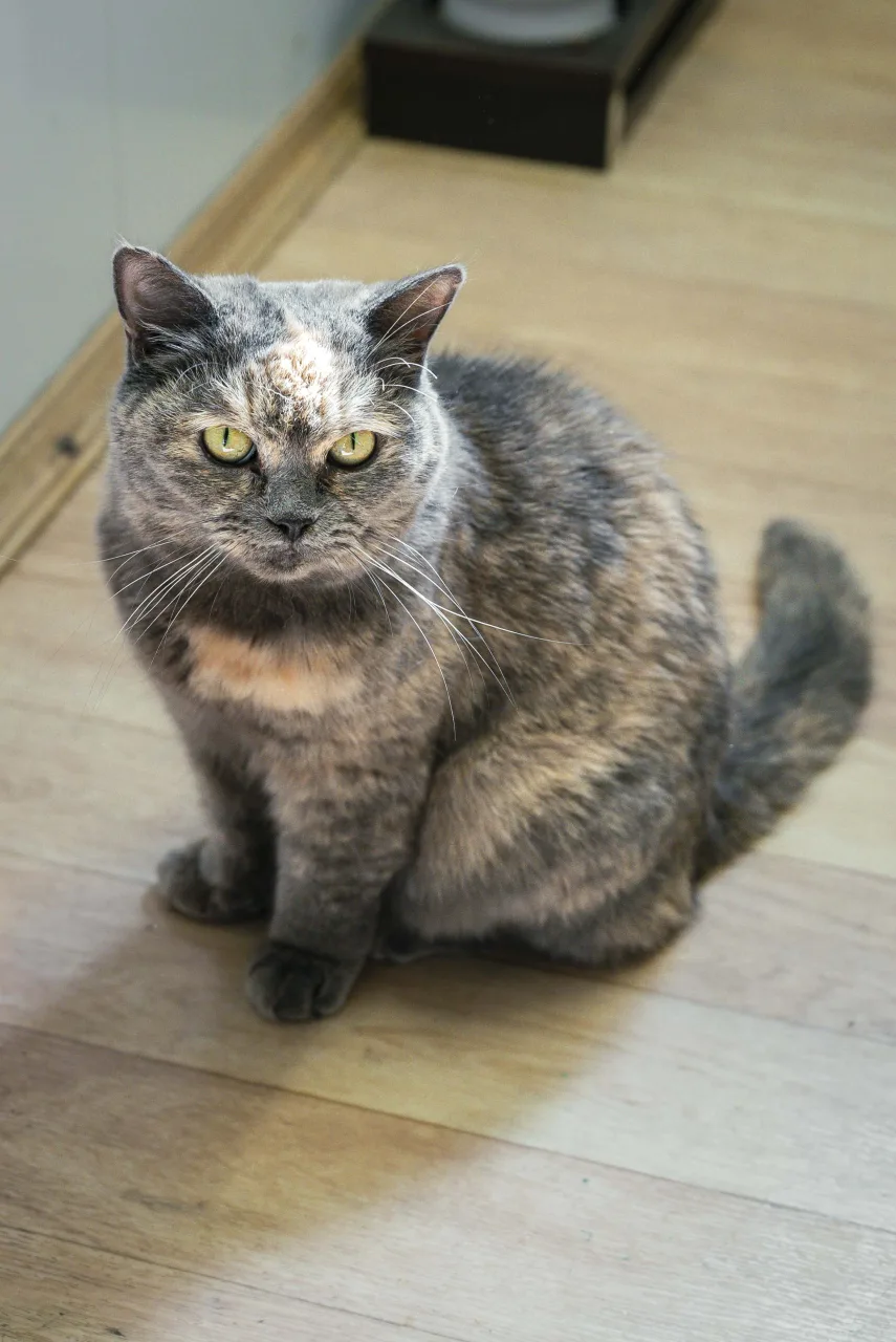 Кошка Беатрис, кошка, Приют Бирюлево, Москва. Фото 9 из 10.