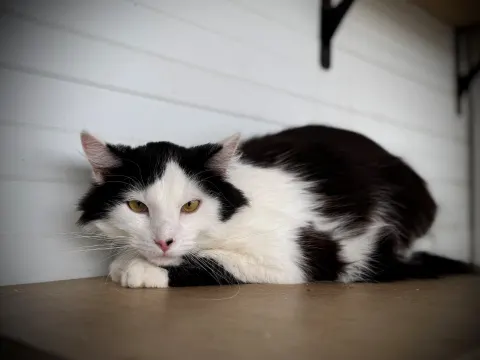 Фелиция — кошка, Москва