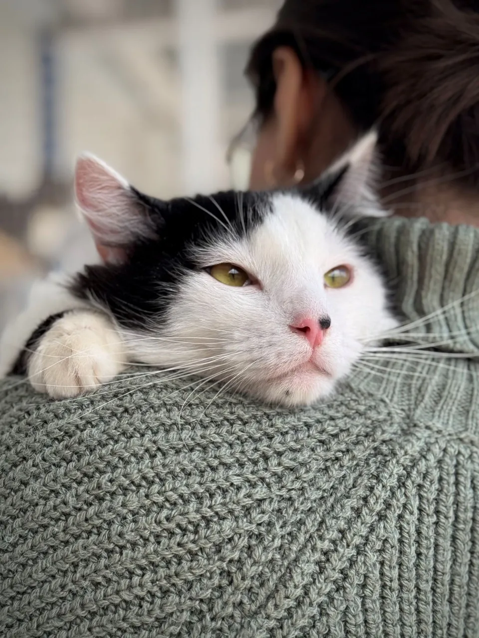Кошка Фелиция, кошка, Приют Бирюлево, Москва. Фото 9 из 10.