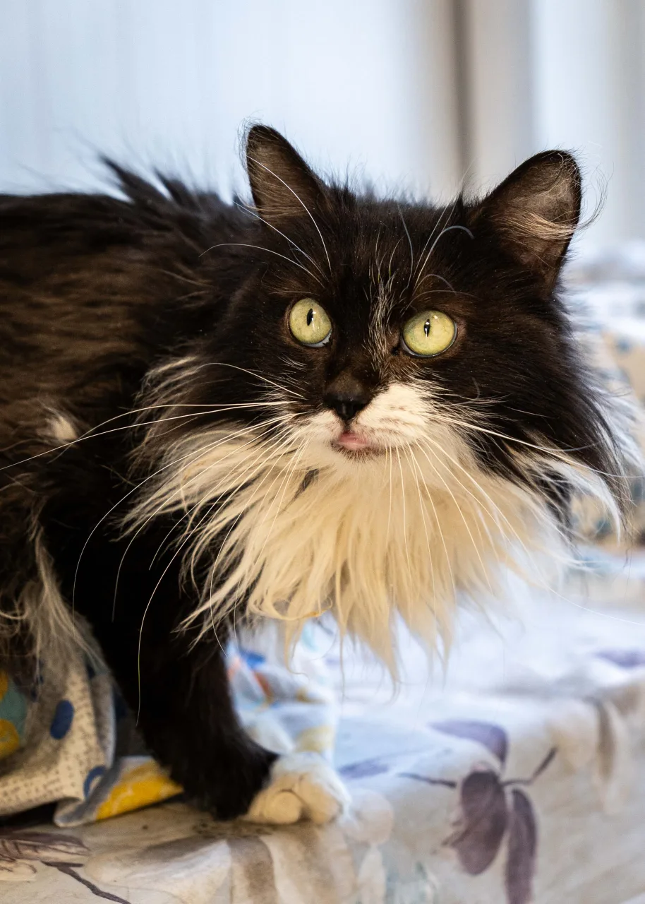 Кошка Ласточка, кошка, Приют Бирюлево, Москва. Фото 6 из 9.