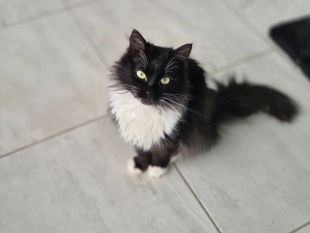 Кошка Глория, кошка, Приют Бирюлево, Москва. Фото 1 из 9.