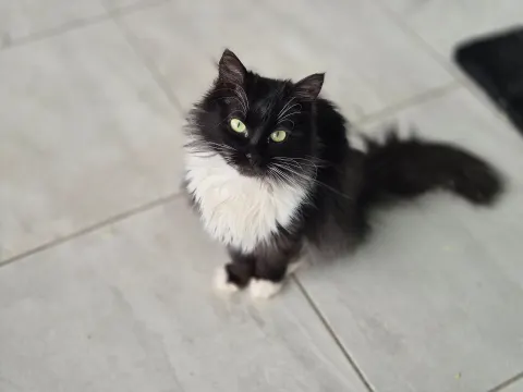 Глория — кошка, Москва
