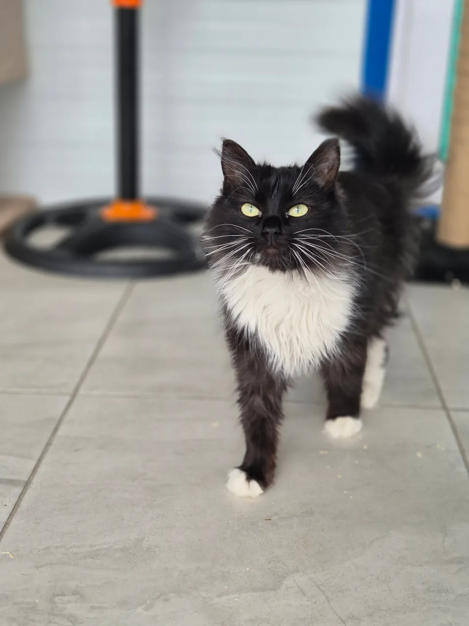 Кошка Глория, кошка, Приют Бирюлево, Москва. Фото 7 из 9.