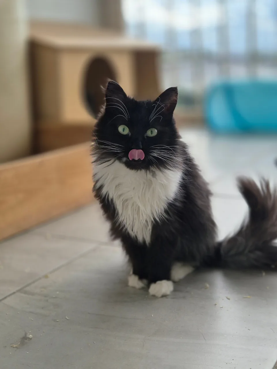 Кошка Глория, кошка, Приют Бирюлево, Москва. Фото 8 из 9.