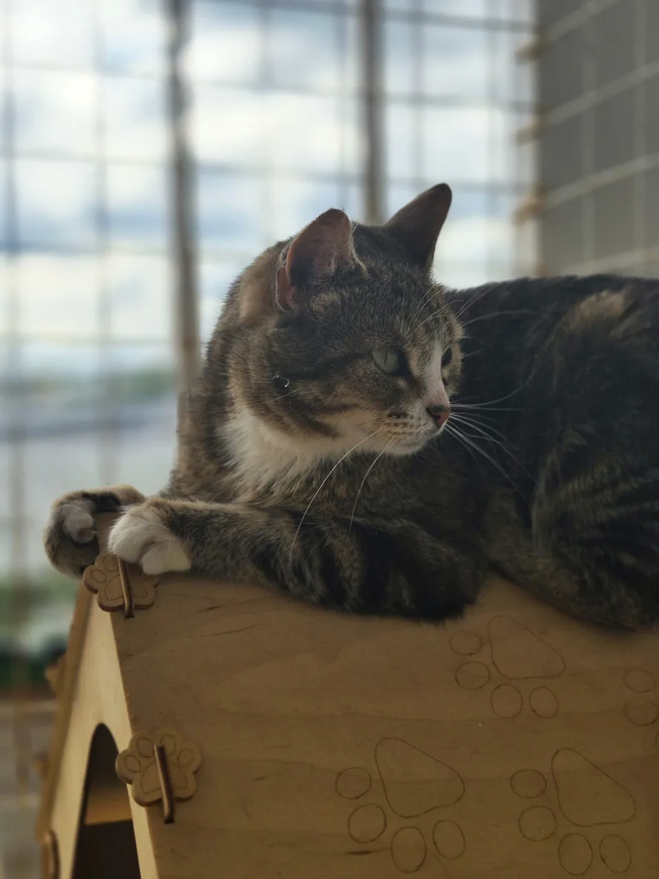 Кошка Дарси, кошка, Приют Бирюлево, Москва. Фото 5 из 9.