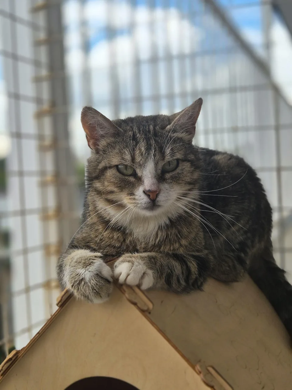 Кошка Дарси, кошка, Приют Бирюлево, Москва. Фото 7 из 9.