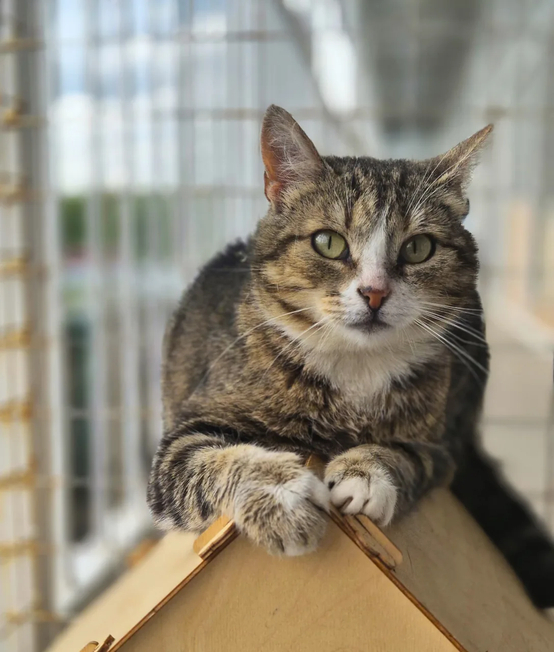 Кошка Дарси, кошка, Приют Бирюлево, Москва. Фото 9 из 9.