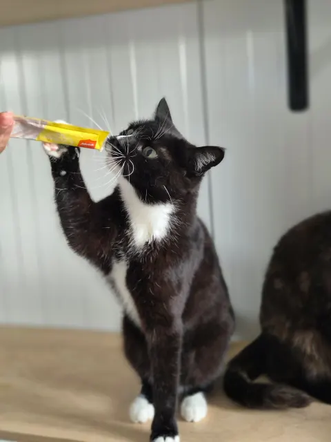 Тюбик — кошка, Москва