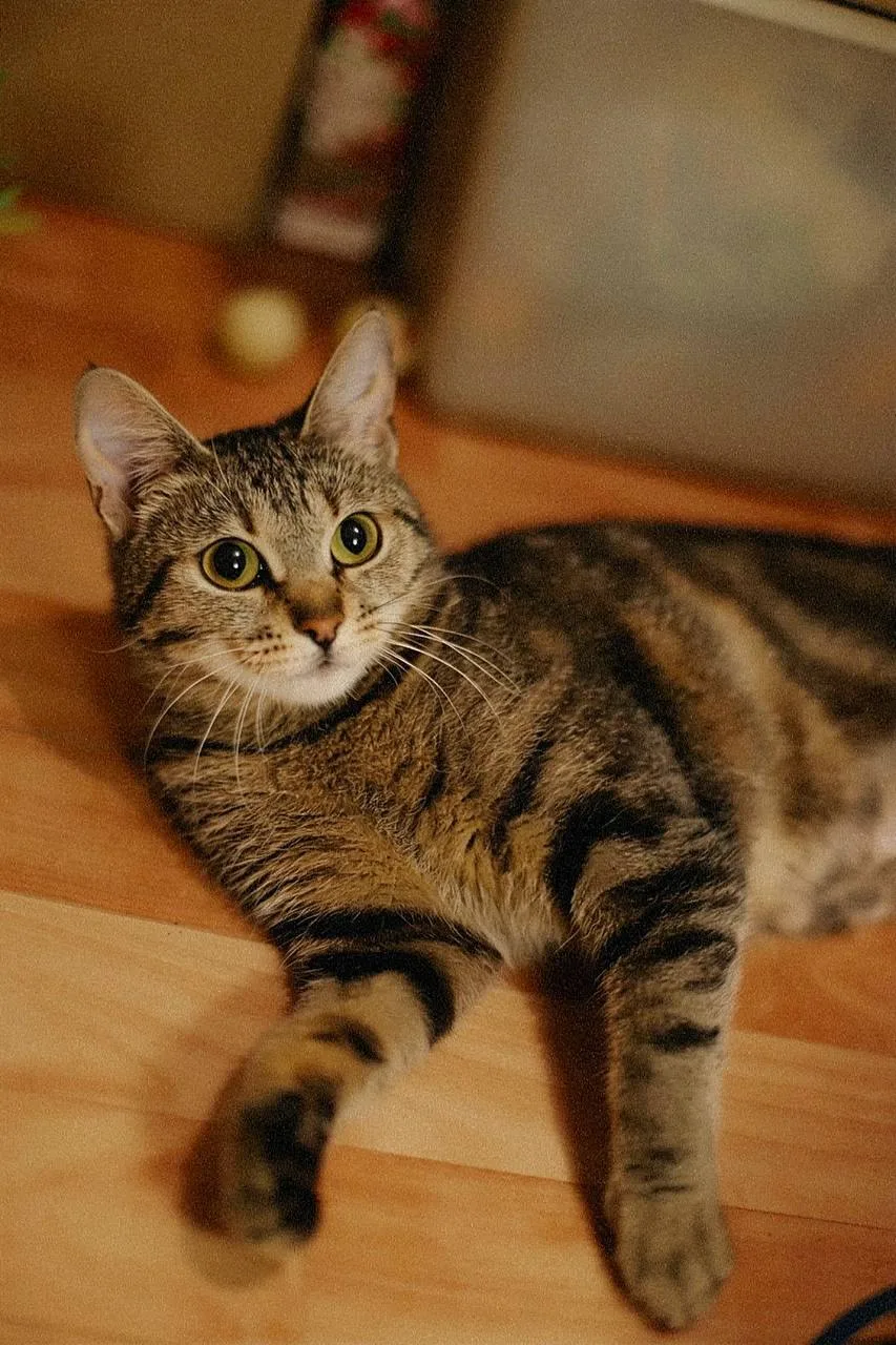 Кошка Рыбка, кошка, Meow Family, Москва. Фото 2 из 5.