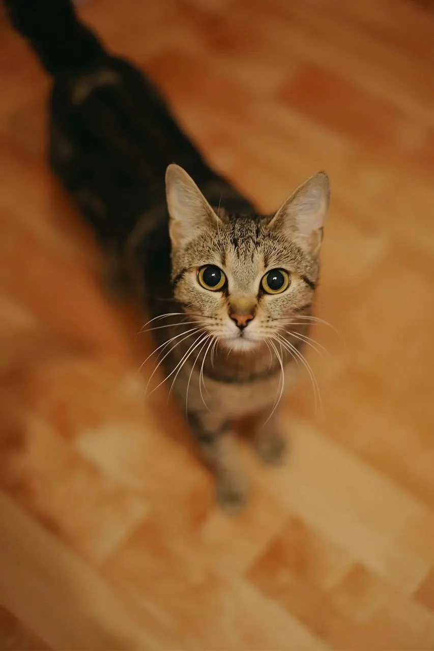 Кошка Рыбка, кошка, Meow Family, Москва. Фото 3 из 5.