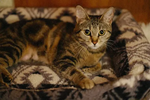 Рыбка — кошка, Москва
