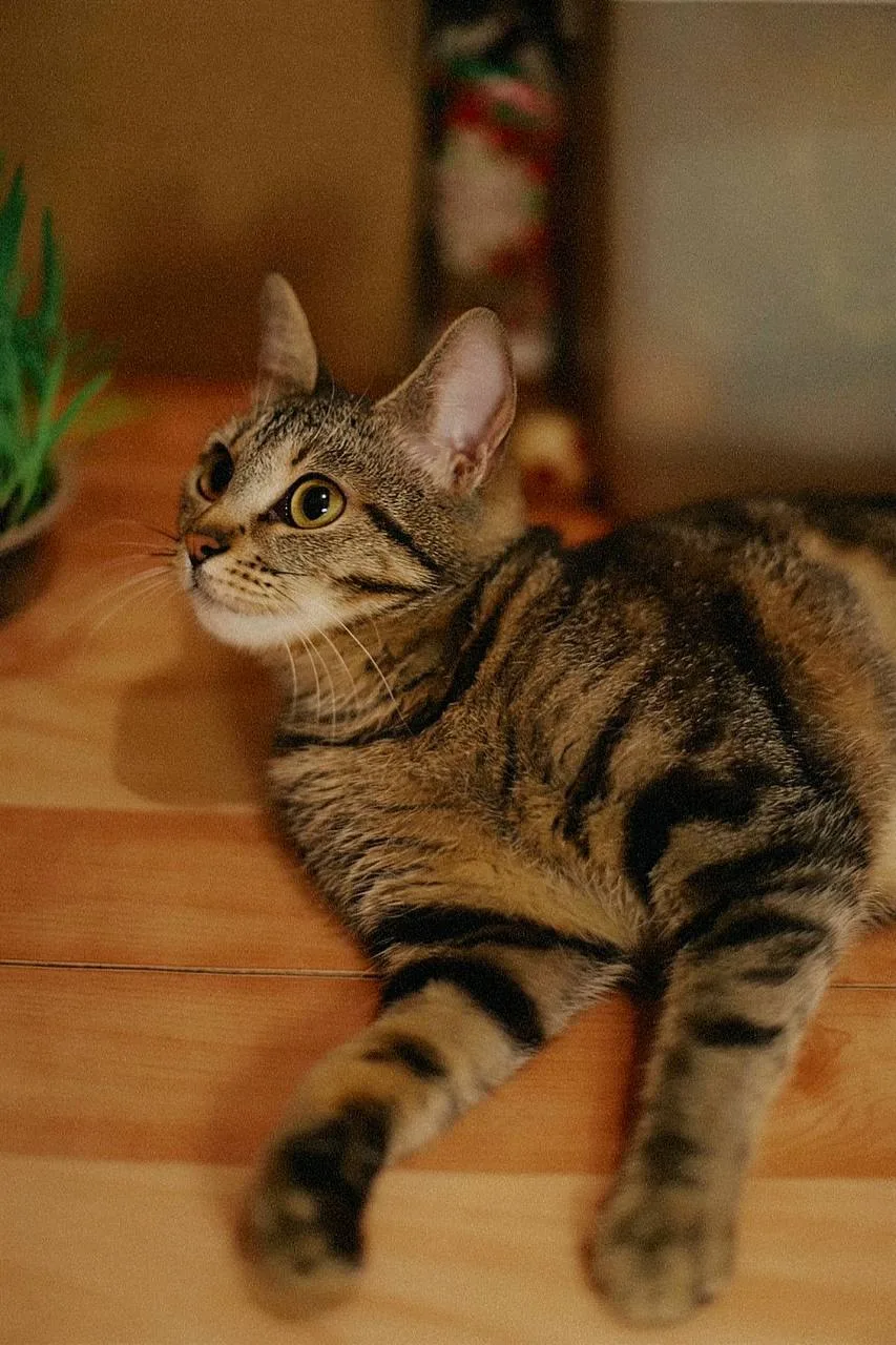 Кошка Рыбка, кошка, Meow Family, Москва. Фото 4 из 5.