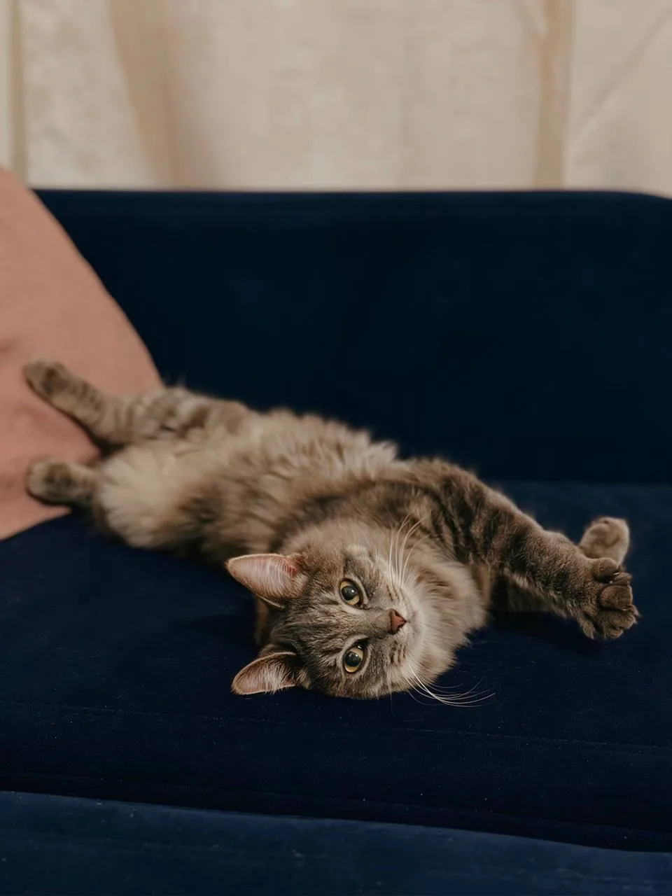 Кошка Картошка, кошка, Meow Family, Москва. Фото 2 из 3.