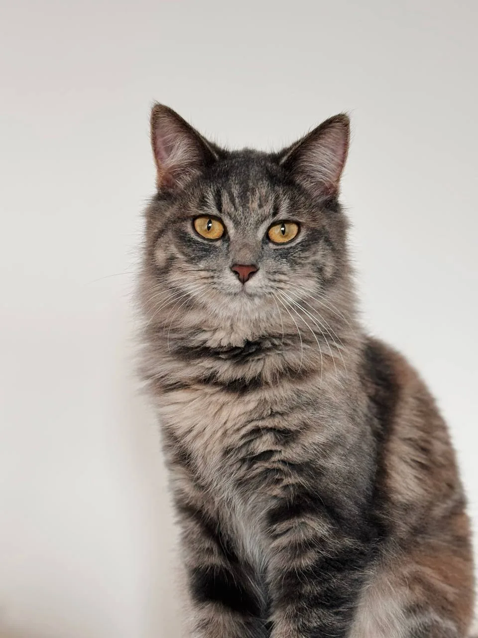 Кошка Картошка, кошка, Meow Family, Москва. Фото 3 из 3.