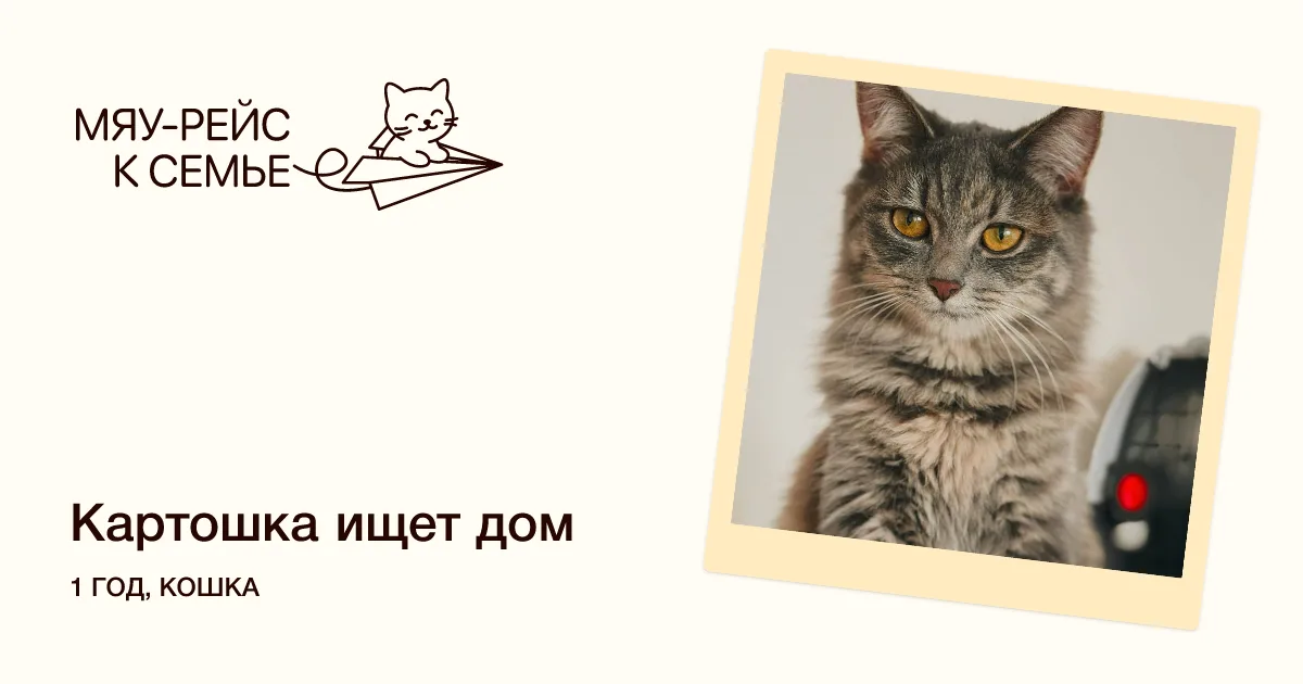 Кошка Картошка, кошка, Meow Family, Москва. Фото 1 из 4.