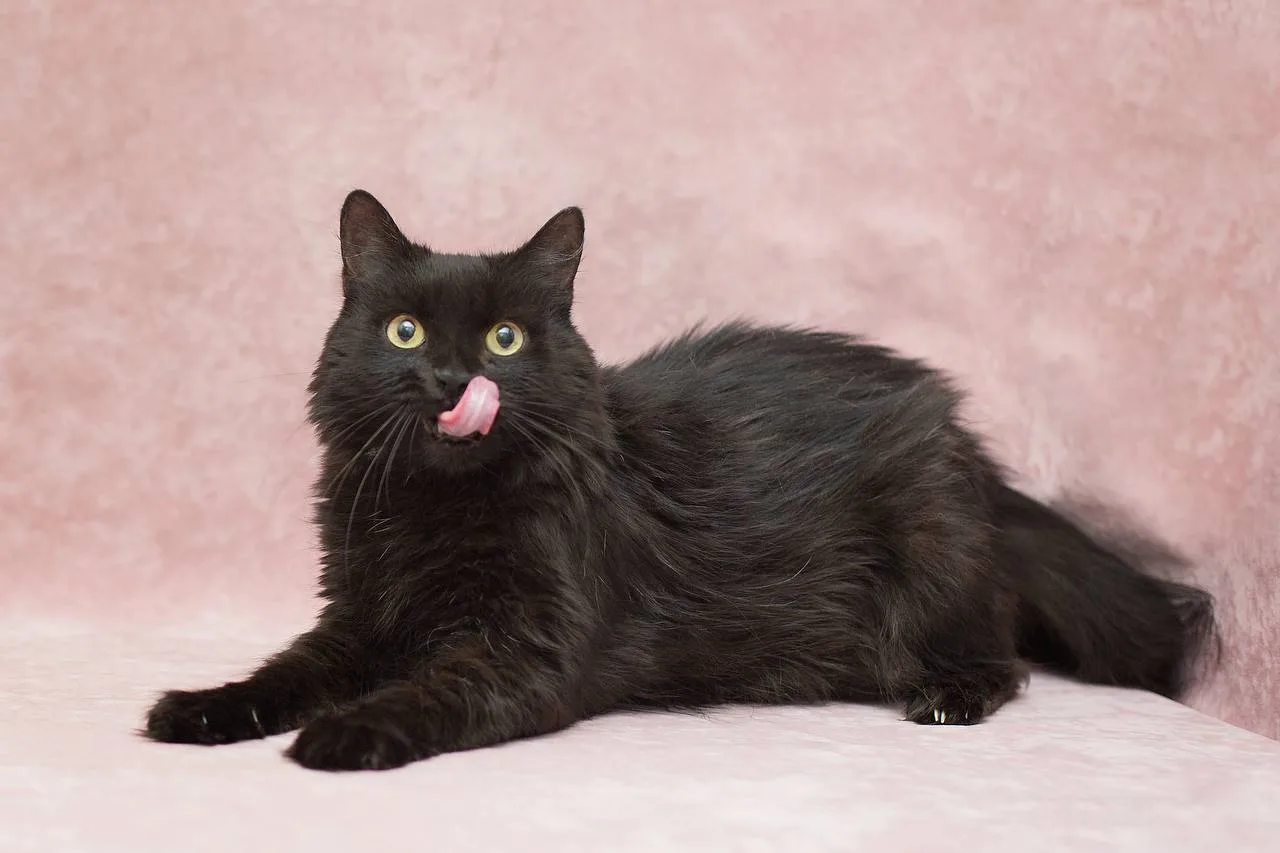 Кошка Лекси, кошка, Meow Family, Москва. Фото 5 из 5.