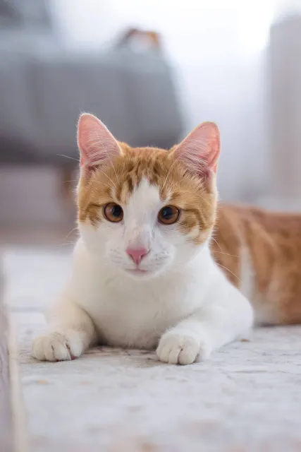 Начос — кошка, Москва