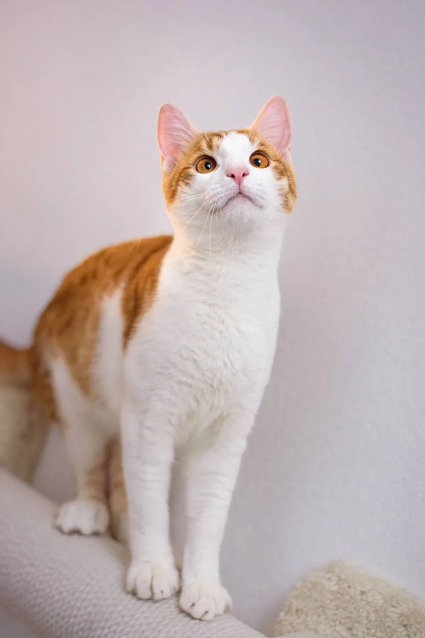 Кошка Начос, кот, Meow Family, Москва. Фото 2 из 3.
